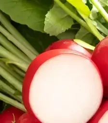 Насіння редису Бодіам F1, п.о. 25 тис. насінин, 2,5-2,75 калібр (Rijk Zwaan)