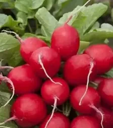 Насіння редису Мондіал F1, п.о. 25 тис. насінин, 2,5-2,75 калібр (Rijk Zwaan)