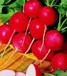 Насіння редису Гіганте Сікуло, 500 г (Коуел)