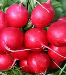 Насіння редису Карбона, 500 г (Nasko)