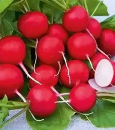 Насіння редису Лінда, 500 г (Nasko)