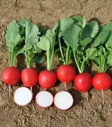 Насіння редису Меліто F1, 500 г (Hazera)