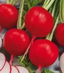 Насіння редису Престо, 500 г (Коуел)