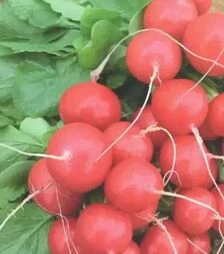 Насіння редису Ролекс F1, п.о. 10 тис. насінин (Bejo)