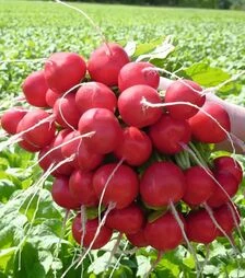 Насіння редису Розетта F1, п.о. 50 тис. насінин, 2,25-2,5 калібр (Bejo)