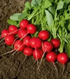 Насіння редису Ровер F1, п.о. 50 тис. насінин, 2,25-2,5 калібр (Bejo)