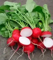 Семена редиса Глориет F1, п.е. 10 тыс. семян (Sakata)