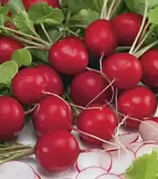 Насіння редису Сієста F1, 500 г (Nasko)
