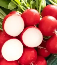 Насіння редису Бодіам F1, п.о. 25 тис. насінин, 3,0-3,25 калібр (Rijk Zwaan)