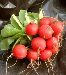 Насіння редису Селеста F1, п.о. 50 тис. насінин, 2,75-3,0 калібр (Enza Zaden)