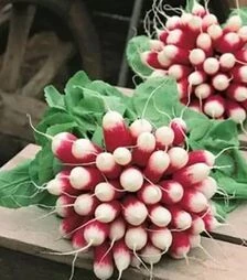 Семена редиса Экспо F1 Hazera, п.е. 25 тыс. семян (Hazera)