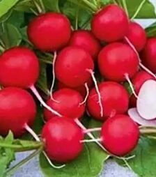 Насіння редису Есперессо F1, 500 г (Коуел)