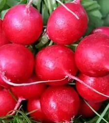 Насіння редису Ілка Satimex, 500 г (Коуел)