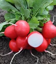 Насіння редису Лаурелла F1, п.о. 25 тис. насінин (Hazera)