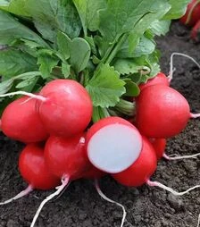 Семена редиса Прелито F1, 500 г (Hazera)