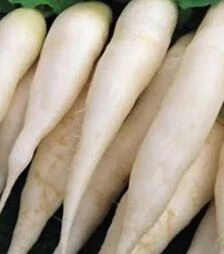 Семена редиса Светлячок, 1 кг (Moravoseed)