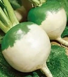 Насіння редису Тефі, 500 г (Nasko)