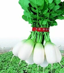 Насіння редису Аккорд F1, п.о. 10 тис. насінин (NongWoo Bio)