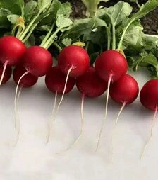 Насіння редису Аутелла F1, п.о. 50 тис. насінин, 3,2-3,4 калібр (Hazera)