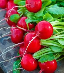 Семена редиса Виенна F1, п.е. 50 тыс. семян, 2,75-3,0 калибр (Enza Zaden)