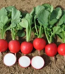 Насіння редису Меліто F1, п.о. 50 тис. насінин, 3,0-3,2 калібр (Hazera)