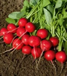 Насіння редису Ровер F1, п.о. 50 тис. насінин, 2,5-2,75 калібр (Bejo)