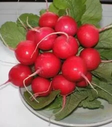 Насіння редису Ролекс F1, п.о. 50 тис. насінин, 2,5-2,75 калібр (Bejo)