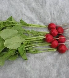 Семена редиса Прима, 1 кг (Semo)