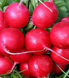 Семена редиса Карбона, 5 кг (Nasko)