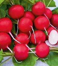 Семена редиса Линда, 5 кг (Nasko)