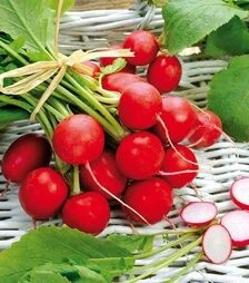 Семена редиса Сакса 2, 1 кг (Semo)