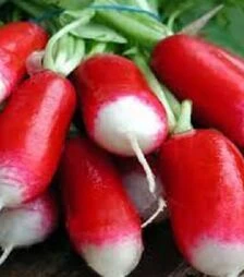 Семена редиса Слована, 1 кг (Moravoseed)