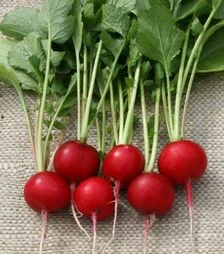 Семена редиса Теко, 1 кг (Semo)