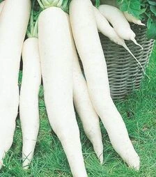 Семена редьки Япана F1, 400 г (Semo)