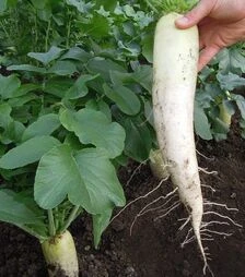 Семена редьки Ярола F1, 400 г (Semo)