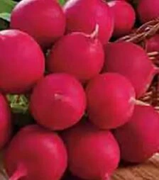 Насіння редису Сакса 2 Нова Hortus, 500 г (Коуел)