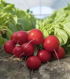 Семена редиса Сарита F1, п.е. 10 тыс. семян, 3,0-3,25 калибр (Enza Zaden)