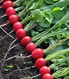 Насіння редису Прада F1, 1 кг (Libra Seeds)