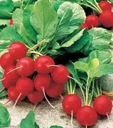 Насіння редису Шахрі F1, 500 г (Nasko)