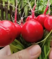 Насіння редису Роксан F1, п.о. 10 тис. насінин, 2,25-2,5 калібр (Bejo)