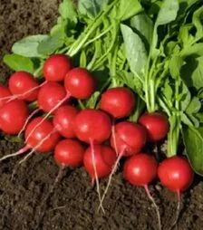 Семена редиса Ровер F1, п.е. 10 тыс. семян, 2,25-2,5 калибр (Bejo)
