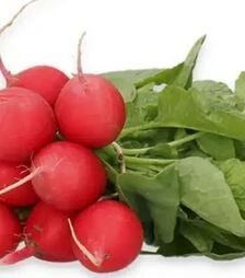 Насіння редису Мілом F1, п.о. 25 тис. насінин, 3,0-3,25 калібр (Rijk Zwaan)