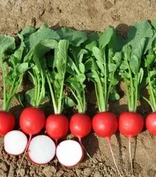 Семена редиса Донато F1, п.е. 10 тыс. семян, 3,0-3,2 калибр (Hazera)