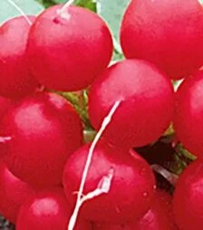 Семена редиса Донар F1, п.е. 10 тыс. семян (Syngenta)