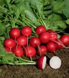 Насіння редису Гранат, 250 г (Semo)