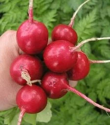 Насіння редису Квинта, 250 г (Semo)