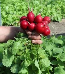 Насіння редису Кварта, 250 г (Semo)