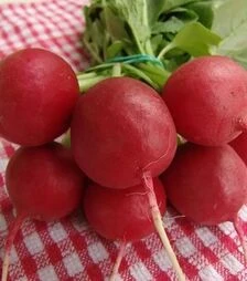 Насіння редису Лада, 1 кг (Moravoseed)