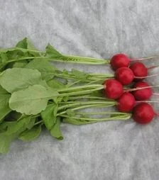 Насіння редису Прима, 250 г (Semo)