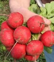 Насіння редису Селеста F1, 250 г (Vitalis)